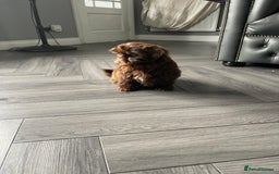 Shih Tzu dogs for sale: Imperial shih tzu pups  - Image 22