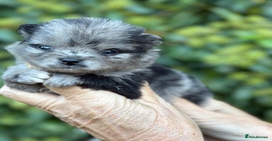 Pomeranian dogs - Advert 14