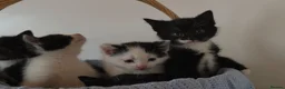 Mixed Breed cats for sale: Beautiful Kittens Looking for Loving Homes - Advert 22