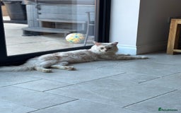 Maine Coon cats for stud: Stud Services - Red Silver DS22 TICA Maine Coon - Image 4