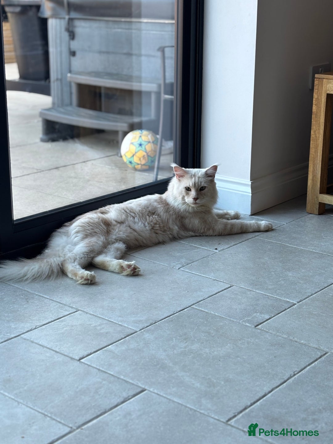 Maine Coon cats for stud: Stud Services - Red Silver DS22 TICA Maine Coon - Image 4