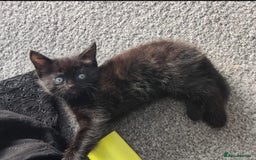 British Shorthair cats for sale: 3 British short hair polydactyl cats. - Image 9