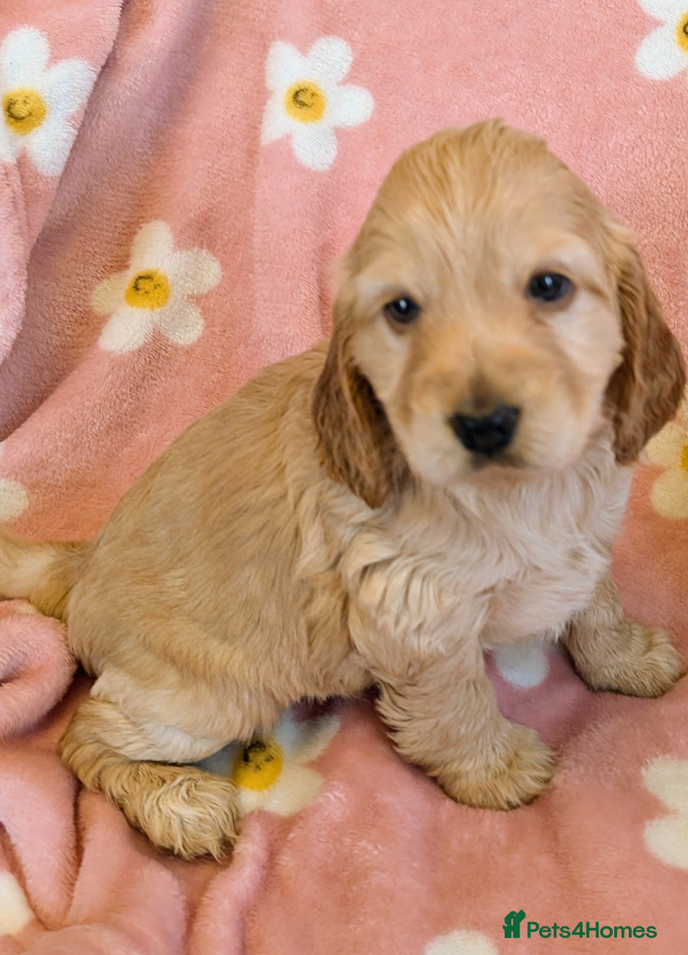 Cockapoo dogs Beautiful show type cockerpoo puppies  - Advert 10