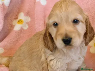 Cockapoo dogs Beautiful show type cockerpoo puppies - Advert 10