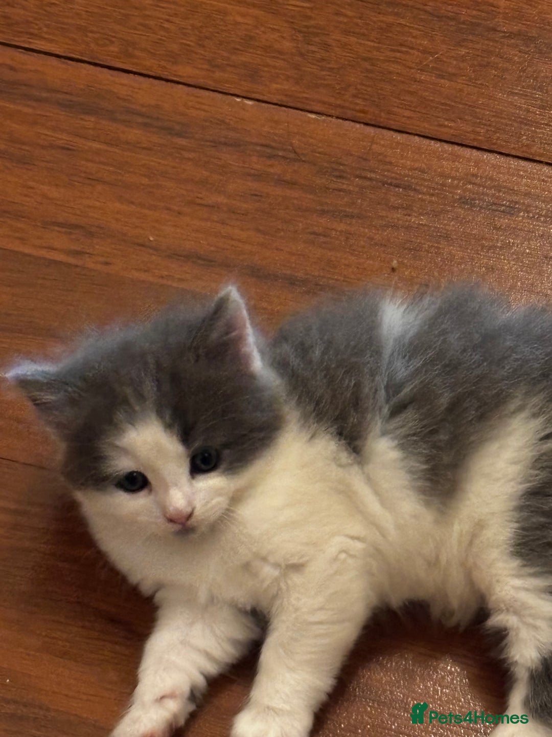 Mixed Breed cats for sale: Beautiful kittens for sale - Advert 16