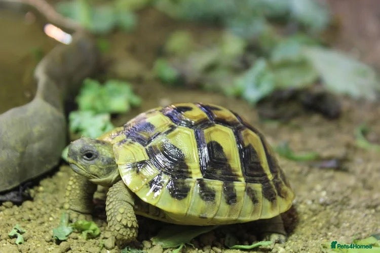 Tortoise reptiles BABY HERMANNS AND SET UPS - Advert 1