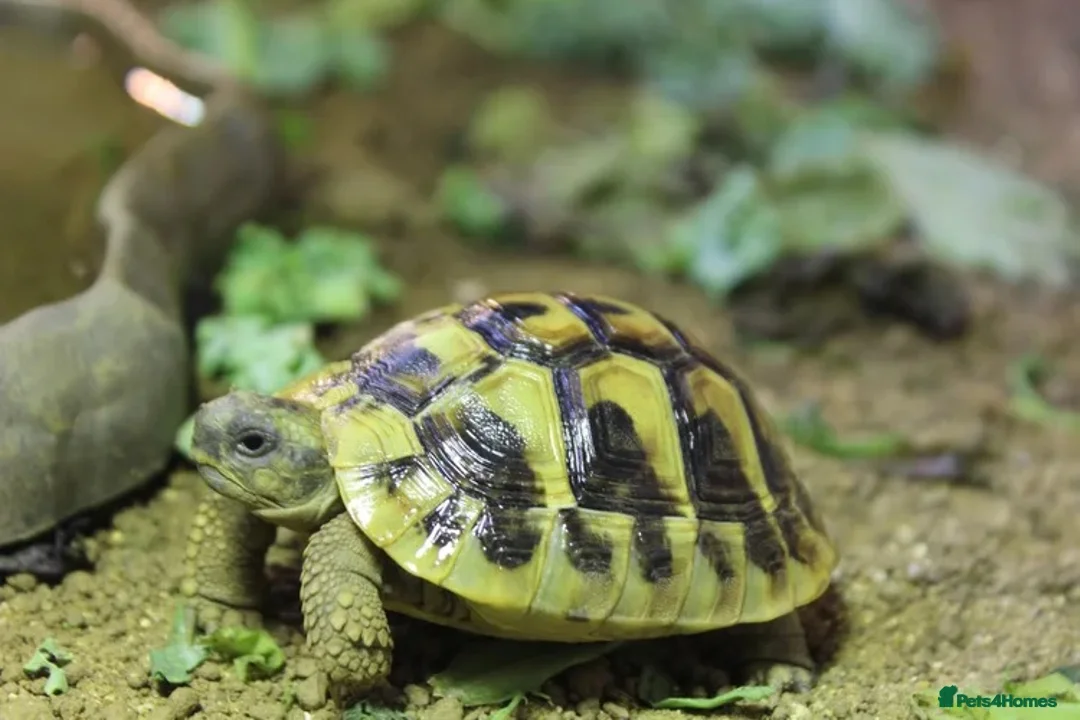 Tortoise reptiles for sale: BABY HERMANNS AND SET UPS - Advert 1