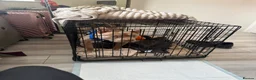 American Bully dogs for sale: Bugzy the pocket bully  in Bexleyheath - Advert 4