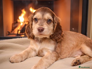 Cocker Spaniel dogs Quality Show type Kc Registered puppies - Advert 2