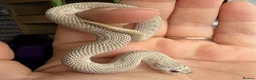 Snake reptiles for sale: Western Hognose Hatchlings - Advert 20