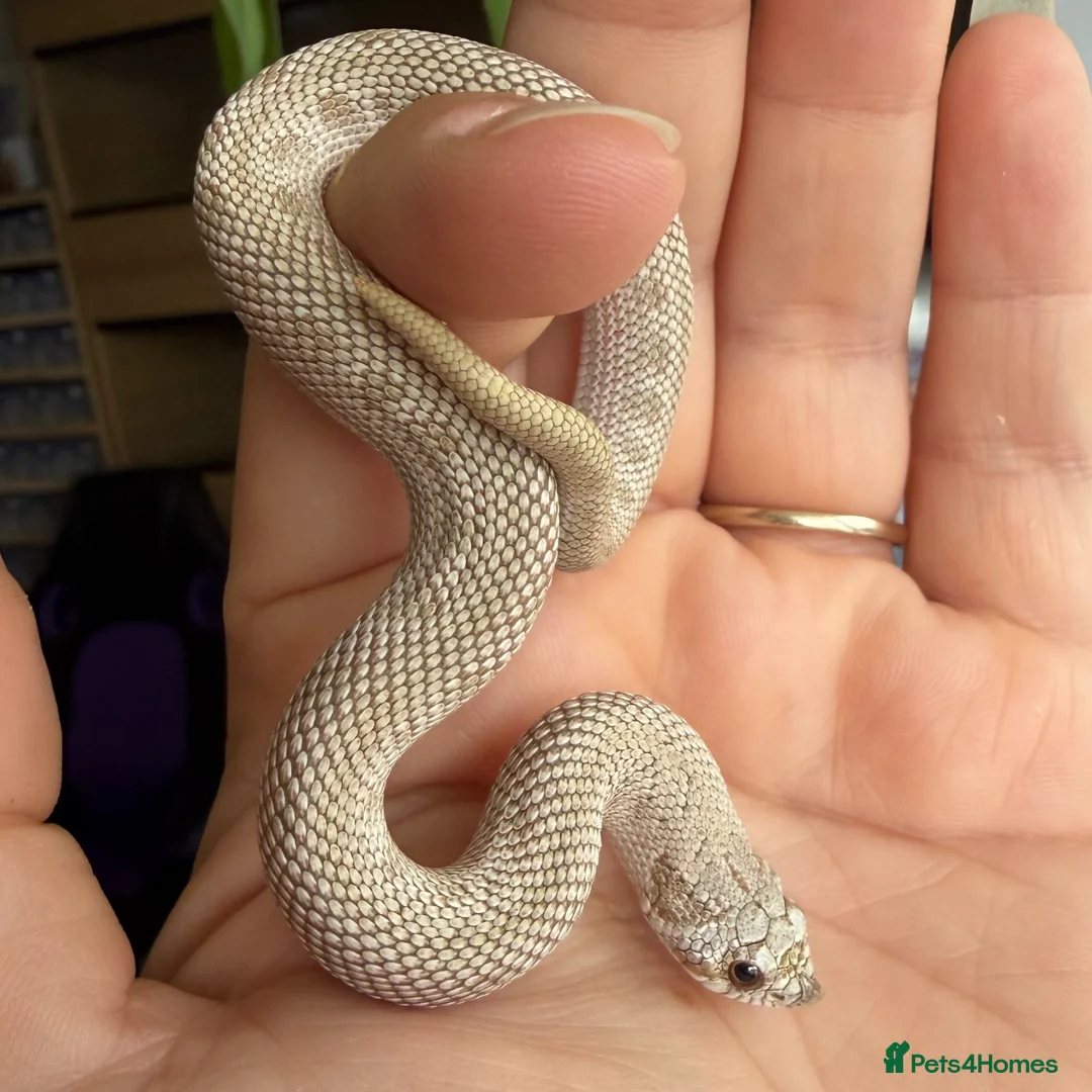 Snake reptiles for sale: Western Hognose Hatchlings - Advert 20