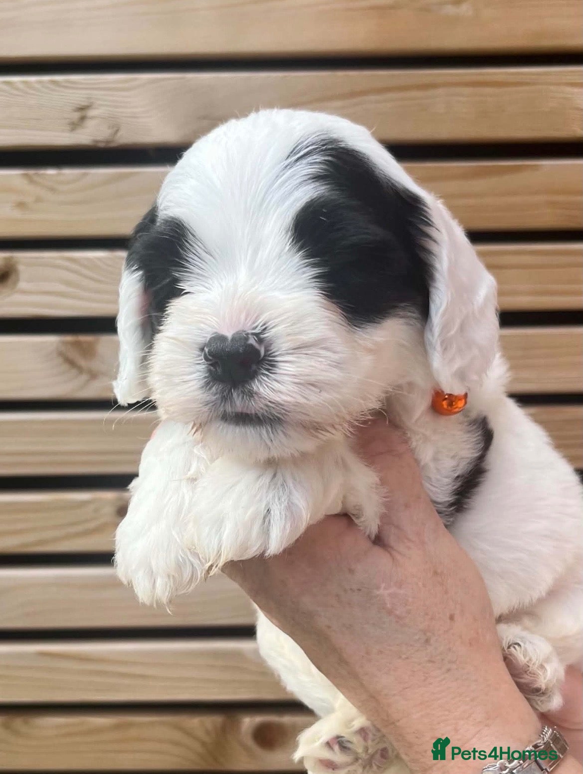 Sheepadoodle dogs Miniature Sheepadoodles - Advert 11