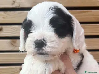 Sheepadoodle dogs Miniature Sheepadoodles - Advert 11
