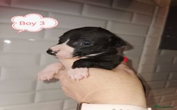 Whippet dogs for sale: Lovely petite whippets for sale  - Image 11