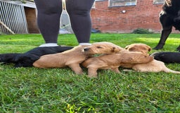 Labradoodle dogs for sale: F1 Labradoodles.  - Image 13