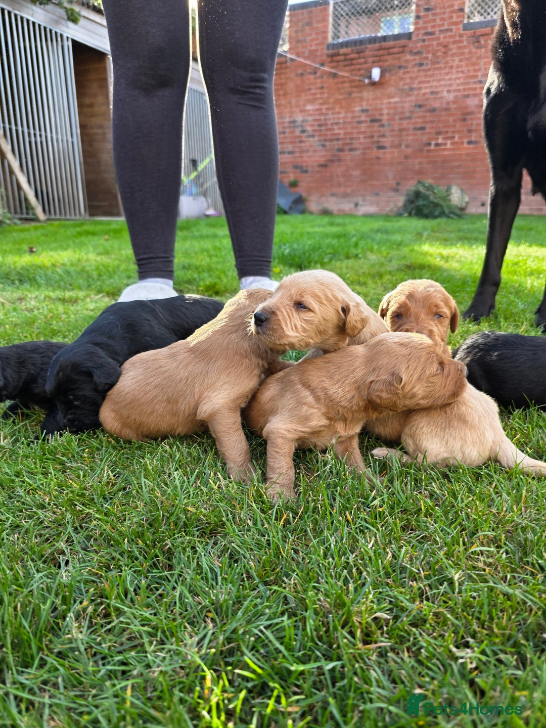 Labradoodle dogs for sale: F1 Labradoodles.  - Image 13