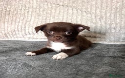 Mixed Breed dogs for sale: Chihuahua X jack Russel Puppies  - Image 2