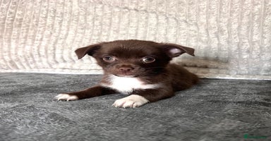 Mixed Breed dogs - Advert 5