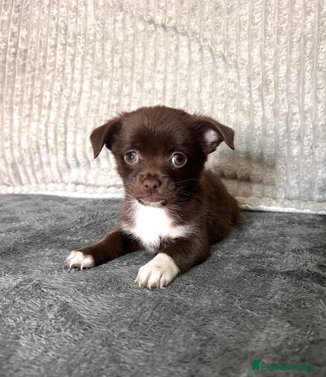 Mixed Breed dogs for sale: Chihuahua X jack Russel Puppies  - Image 2