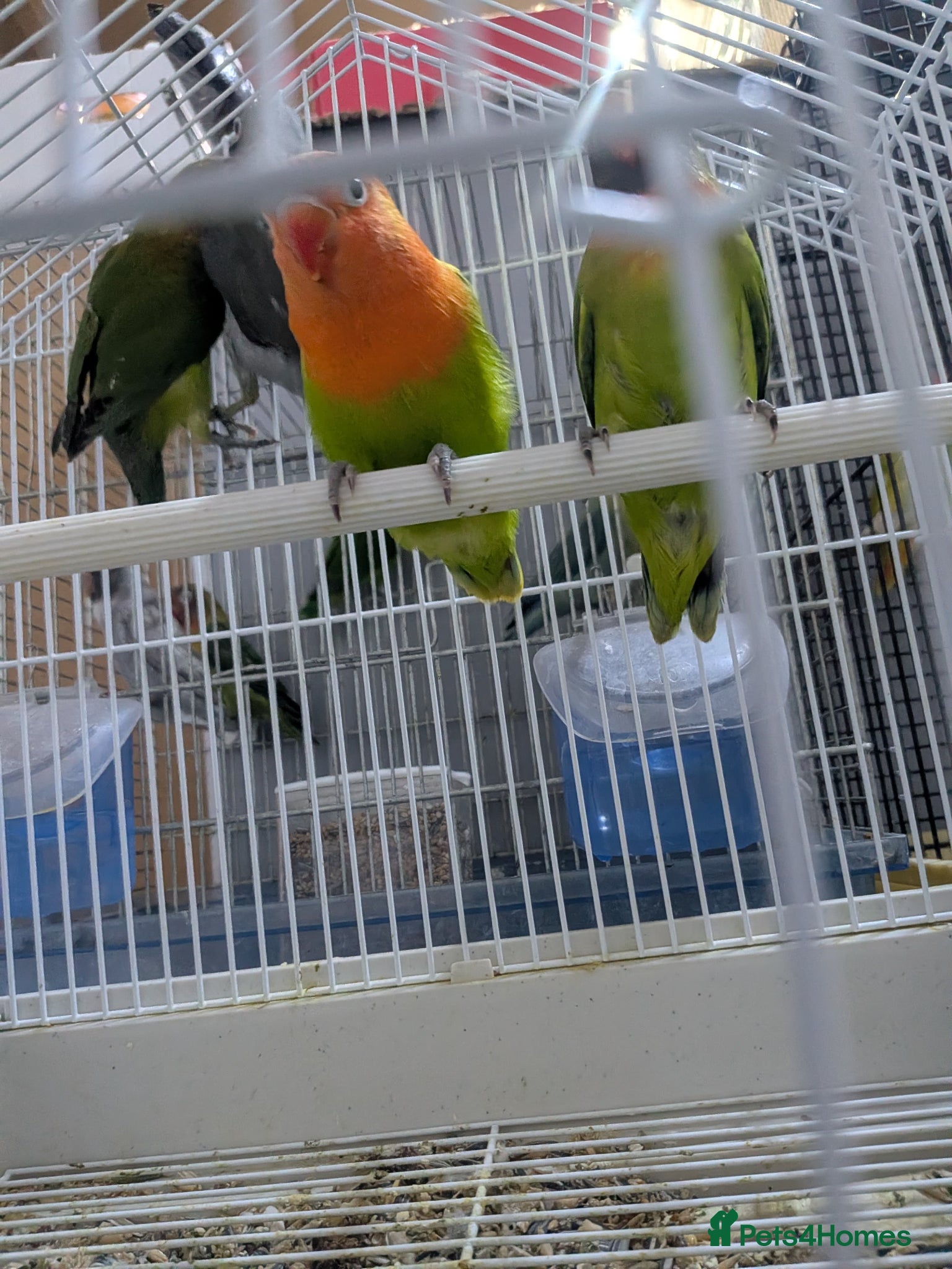 Lovebirds birds All Colour Love Birds - Advert 2