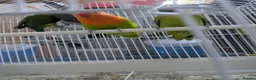 Lovebirds birds for sale: All Colour Love Birds - Advert 2