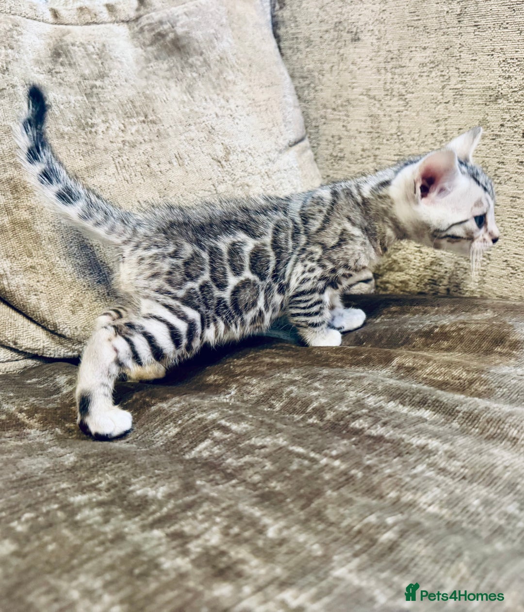 Bengal cats for sale: Exceptional TICA Registered Bengals- Champion Line - Advert 1