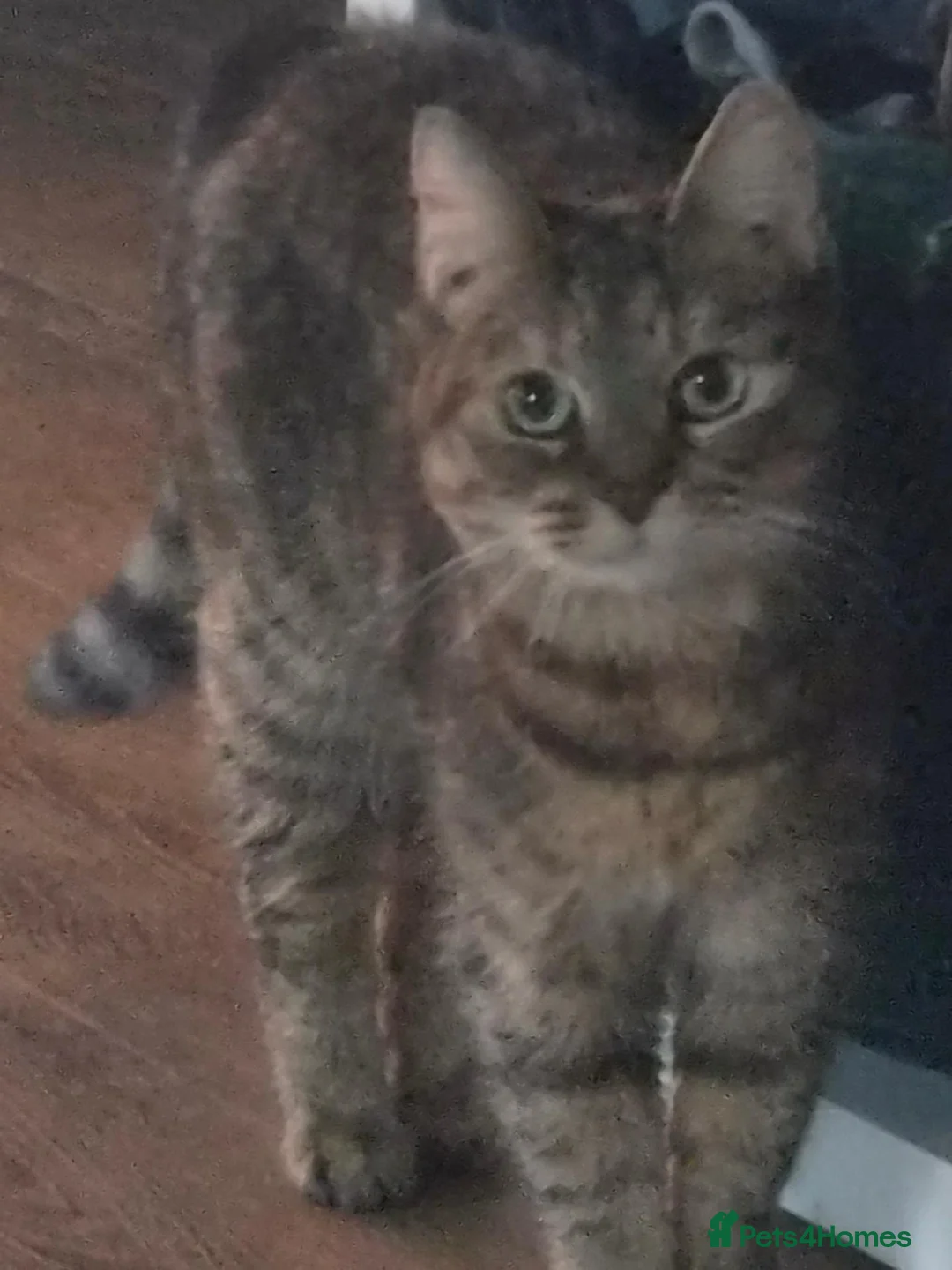 Mixed Breed cats for sale: 8½-Year-Old Tabby Cat Looking for a  Forever Home  - Advert 2
