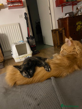 Mixed Breed cats - Advert 10