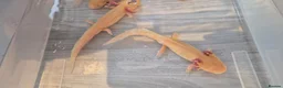 Axolotl reptiles for sale: Free Axolotls  - Advert 3