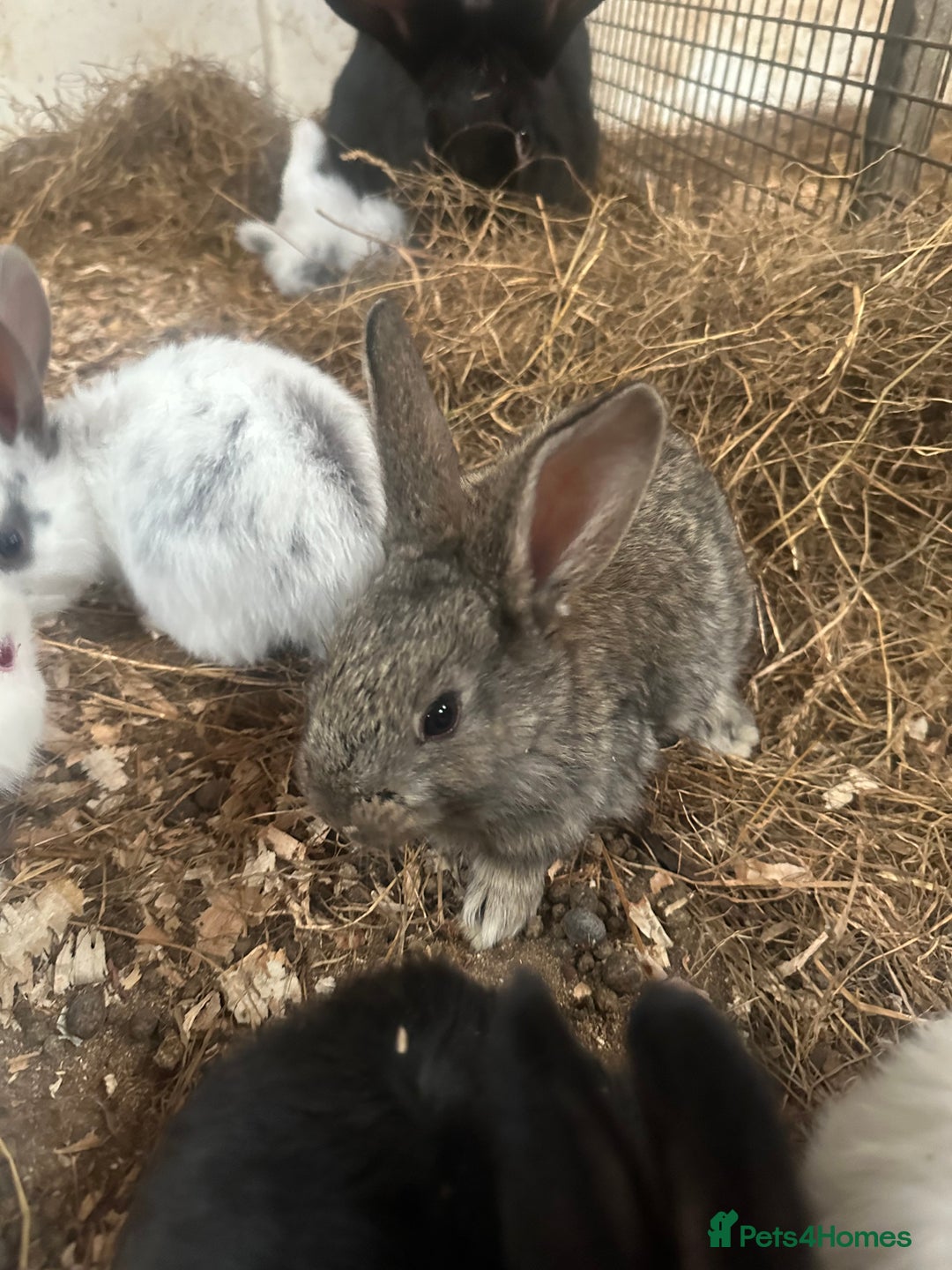 Continental Giant rabbits for sale: Baby continental giants for sale - Image 4