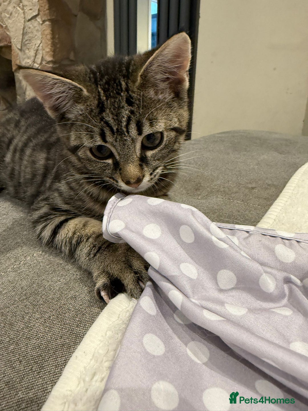 Mixed Breed cats for sale: Siberian x British Shorthair Kittens 💞 - Image 29