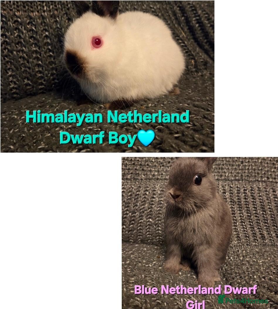 Netherland Dwarf rabbits Himalayan Netherland Dwarf BOY & Blue GIRL - Advert 2