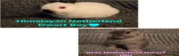 Netherland Dwarf rabbits for sale: Himalayan Netherland Dwarf BOY & Blue GIRL - Advert 2