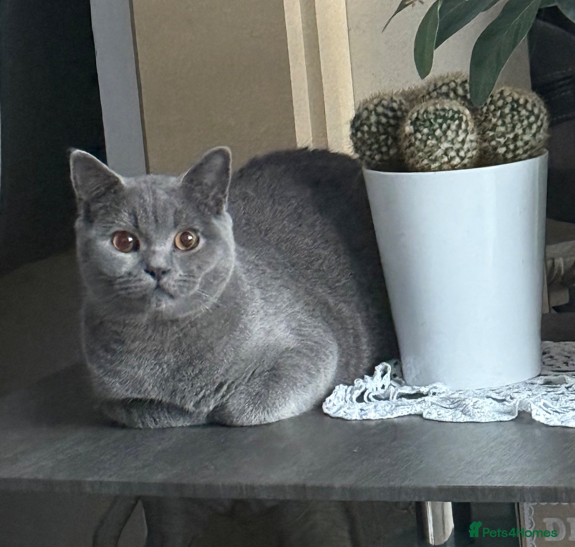 British Shorthair cats British shorthair kittens “READY NOW “ - Advert 1