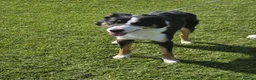 Border Collie dogs for sale: Border Collie For Sale in Wirral - Advert 5