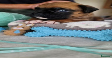 Boxer dogs - Advert 4