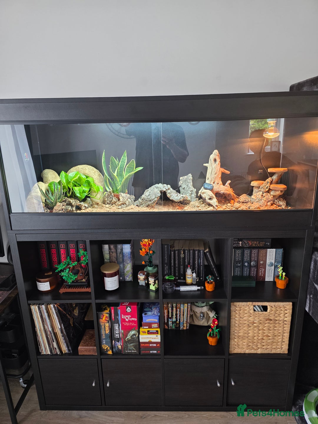 Bearded Dragon reptiles for sale: Beautiful juvenile Bearded dragon and set up. - Image 12