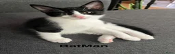 Mixed Breed cats for sale: Kittens has been finished their nursery  - Advert 5