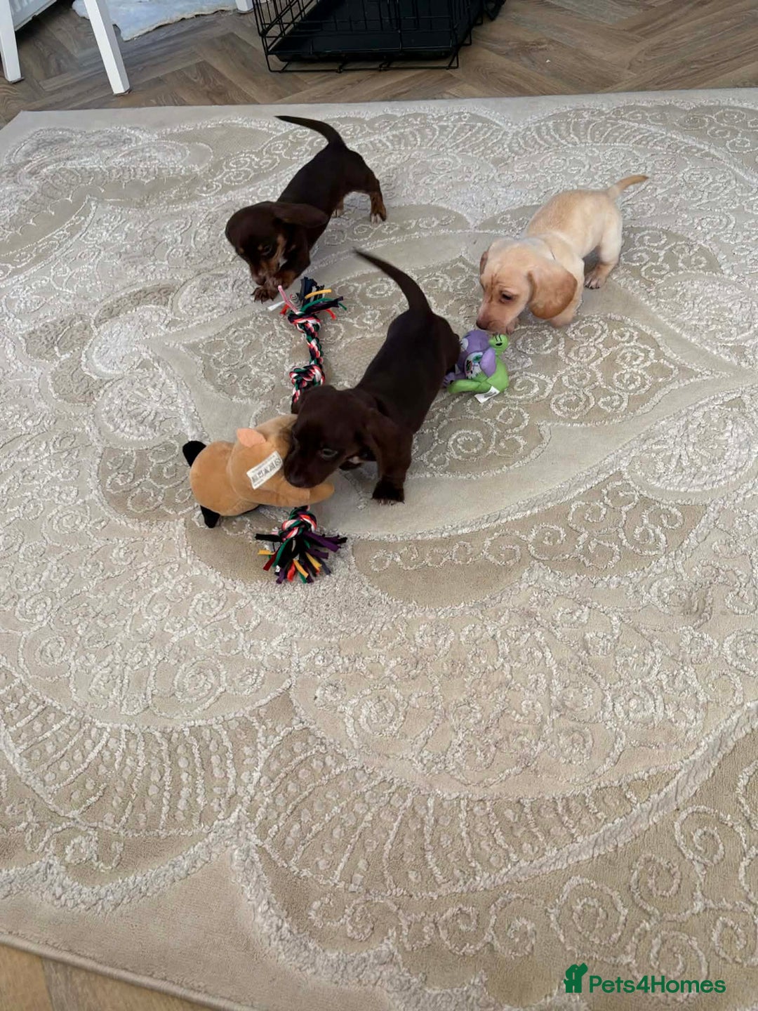 Miniature Dachshund dogs for sale: Kc registered smooth hair Miniature Dachshund’s - Advert 9