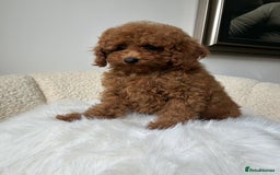 Cockapoo dogs for sale: Beautiful Toy Poodles Pups  - Image 5