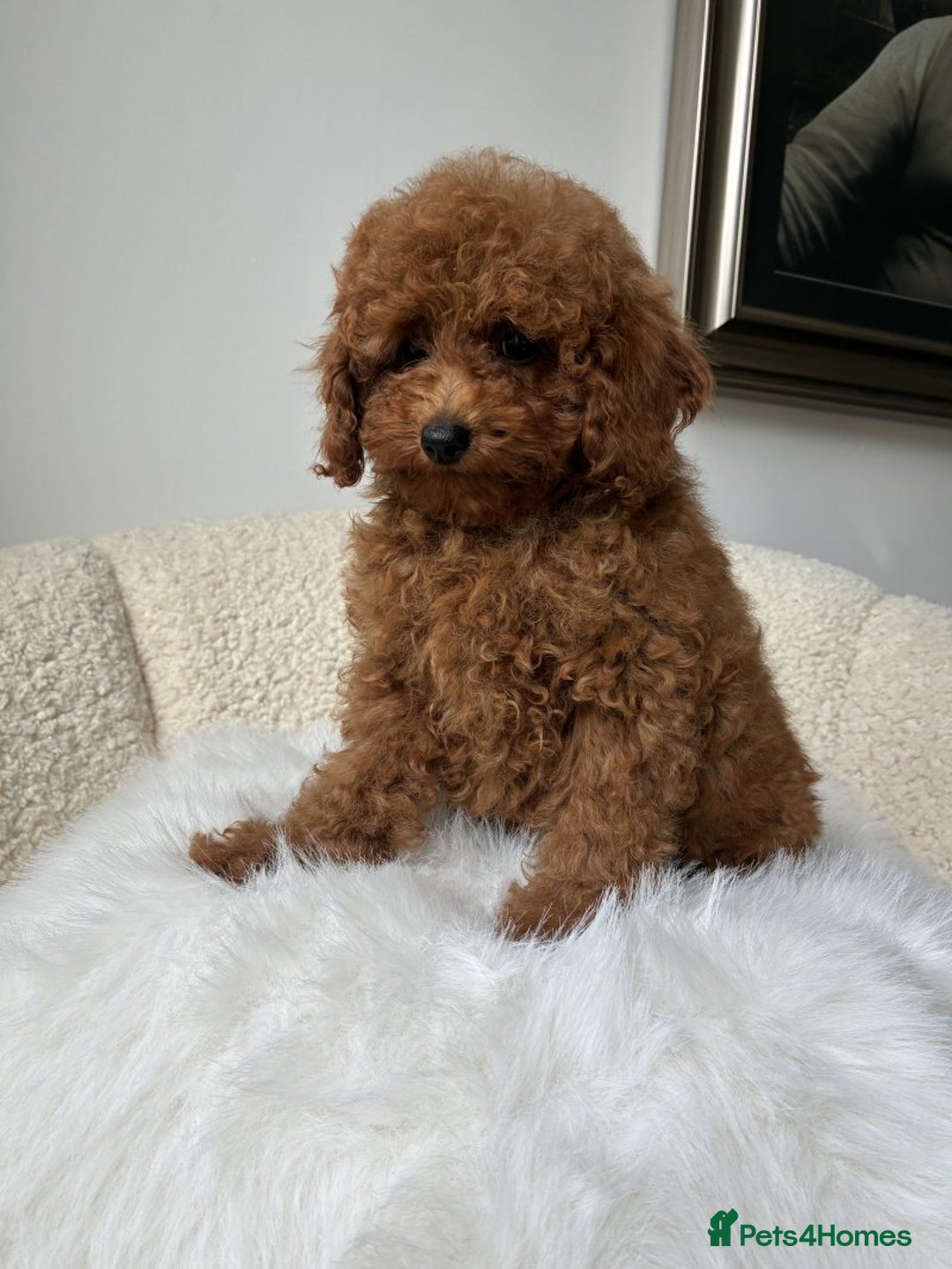 Cockapoo dogs for sale: Beautiful Toy Poodles Pups  - Image 5