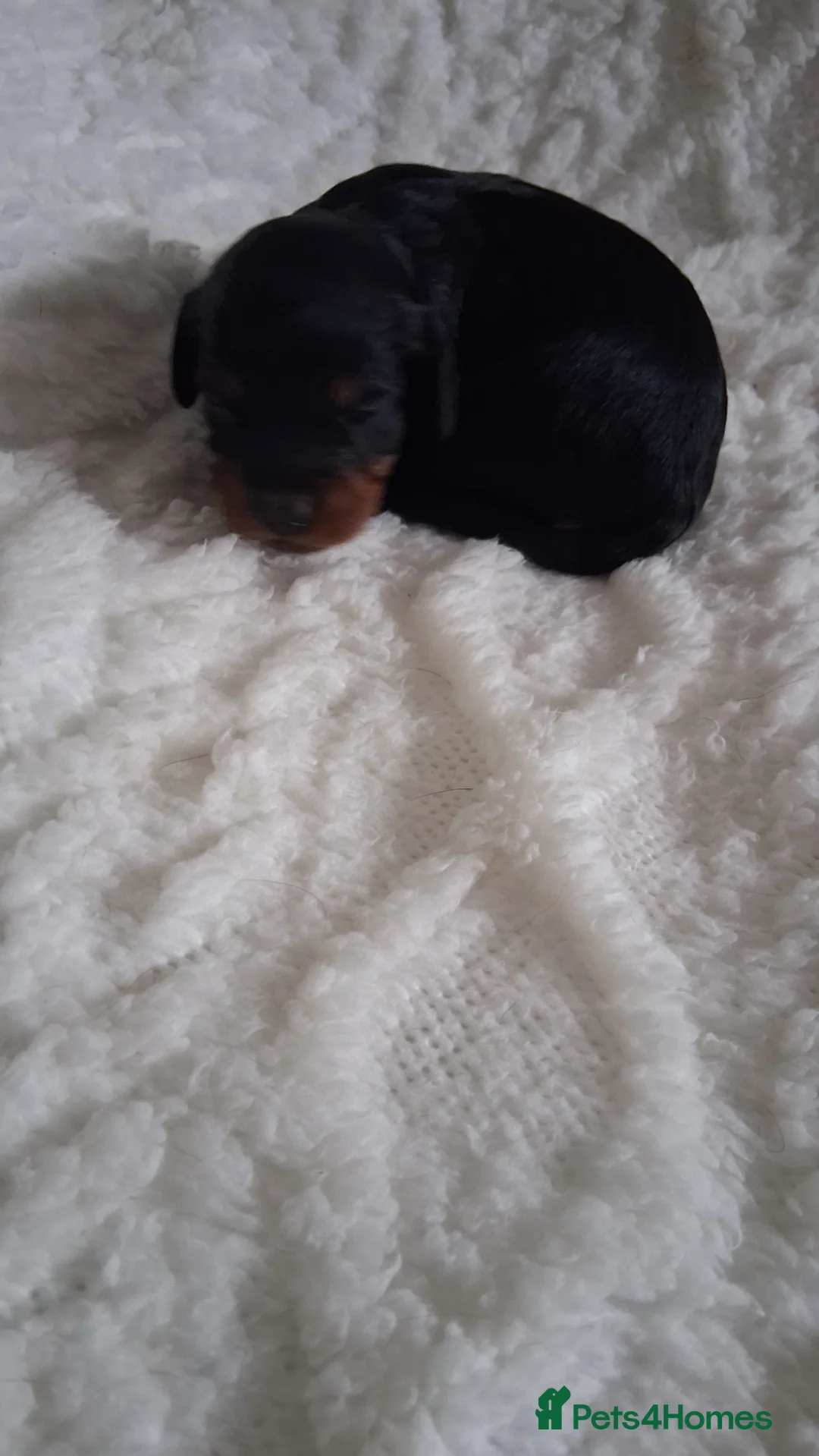 Cavapoo dogs for sale: Beautiful F1 Cavapoo pups  - Advert 14