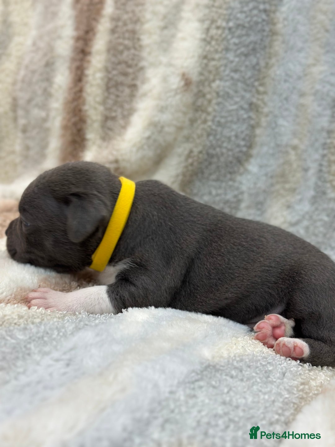 Staffordshire Bull Terrier dogs for sale: ✨🥰🐶 KC Registered Staffordshire Bull Terrier  🐾 - Advert 22