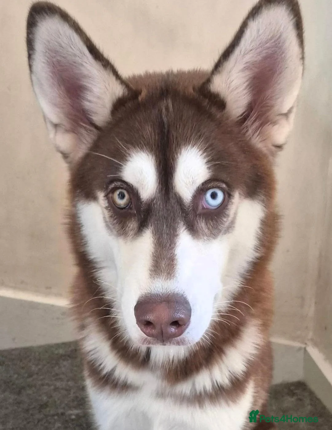Siberian Husky dogs for stud: White Siberian Husky - Advert 30