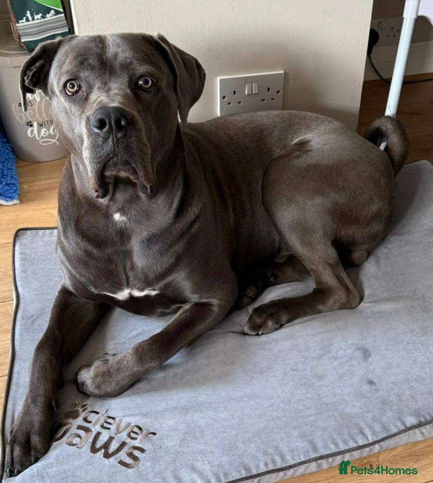 Cane Corso dogs Tyron - Advert 2