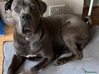 Cane Corso dogs Tyron - Advert 10