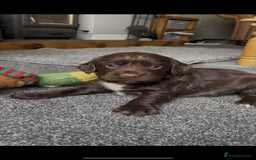 Cocker Spaniel dogs for sale: Last beautiful chocolate cocker pup girl  - Image 3