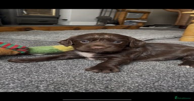 Cocker Spaniel dogs - Advert 5