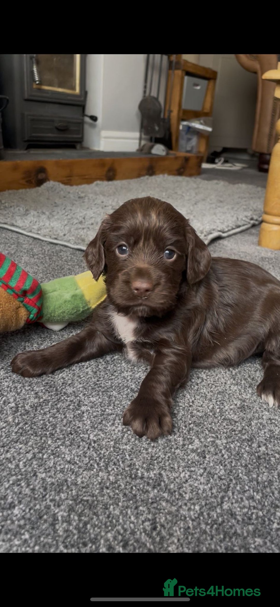 Cocker Spaniel dogs for sale: Last beautiful chocolate cocker pup girl  - Image 3