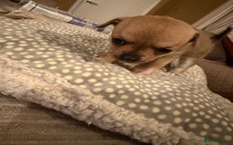 Chihuahua dogs for sale: Brother and sister Chihuahua - Advert 12